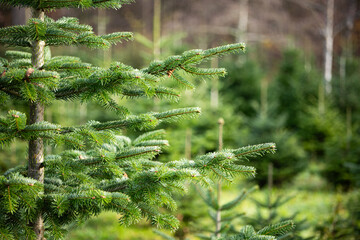 Christmas fir pine tree growing in a nursery in a European forest. Close up shot, early winter, no snow,  no people