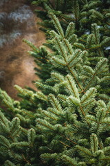 Christmas fir pine tree growing in a nursery in a European forest. Close up shot, early winter, no snow,  no people