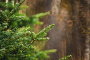 Christmas fir pine tree growing in a nursery in a European forest. Close up shot, early winter, no snow,  no people