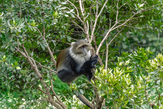 A Sykes's Monkey (Cercopithecus mitis), also known as the Blue Monkey, sits amidst the dense, green foliage and branches of a tree, looking off to the side.