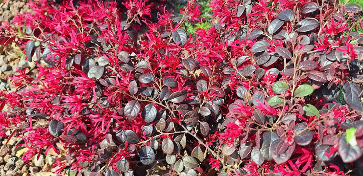 A bush of loropetalum or alternanthera with red long flowers blooms in the garden. Panorama.