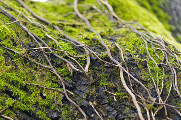 Tree trunk with moss and dried-up stems, linear structure of tree bark, tree covered with moss, dried-up thin roots on trunk, green surroundings, overgrown branches, bryophyta