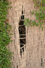Old Rattan fence with hole. Fence made of twigs. Africa