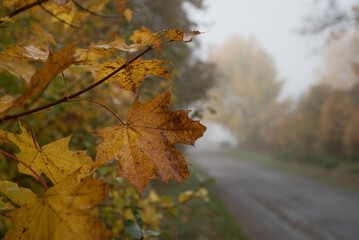 AUTUMN LANDSCAPE - Foggy weather and yellowed leaves on roadside trees

