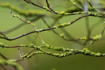 Green narrow branches with green lichen and green background, mystical branches with growing...