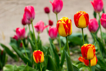 Darwin tulips are a hybrid of American Dream with red and yellow petals. a variety with large bicolor flowers. The petals of the buds combine a pale yellow shade with bright red
