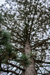 Pine tree trunk and branches viewed from below