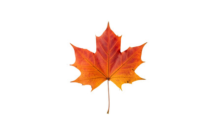 Fototapeta premium Vibrant red and orange maple leaf isolated on a stark black background in autumn