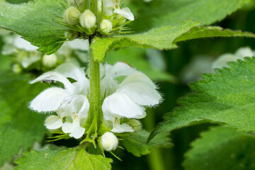 white nettle flowers on a blurred background. close-up. natural light. the yasnotka bush.