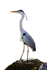Fototapeta premium Grey heron standing on a stone, isolated background.