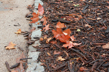Hoja y hojarasca de otoño color naranja y ramas en el suelo