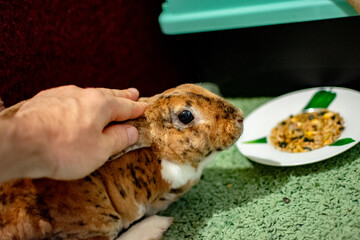 A hand gently pets a domestic rabbit with mottled brown and white fur, next to a plate of food on a green carpet, highlighting pet care and companionship.