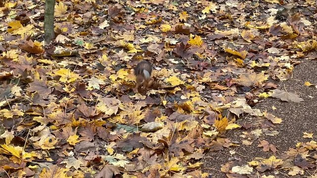 Squirrel foraging among autumn leaves in a forest setting with vibrant yellow and brown tones