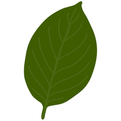 Obraz premium Green Maple Leaf Silhouette on White Background