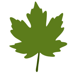 Obraz premium Heart Shaped Leaf with Vein Detail in Deep Green on White