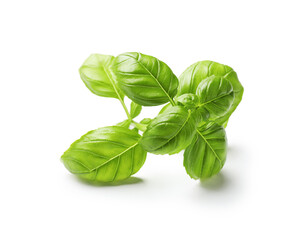 Sprig with green basil leaves isolated on white