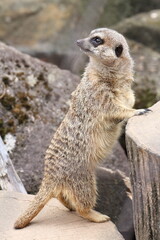 ミーアキャット