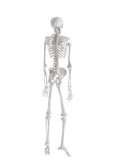 Artificial human skeleton model on white background