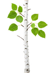 Obraz premium Thin birch tree trunk with leaves isolated on transparent background, ideal for eco, nature, and forest visuals.