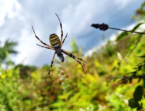 Vasp spider/ Argiope bruennichi waiting for his lunch