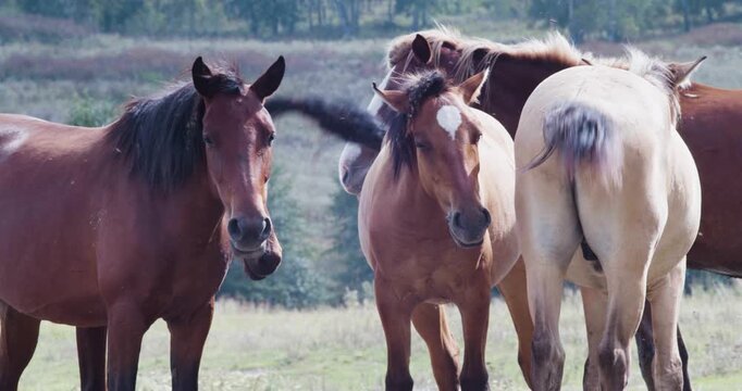 Several domestic horses grazing on the outskirts of the village. Horses quietly nibble grass near the village edge, enjoying a tranquil moment in the soft glow of late afternoon light.