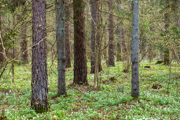 Trees in Bialowieza Forest in early spring. Poland