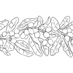 Shea Branch with Berries and Leaves Outline Horizontal Seamless Pattern. Vector isolated for design or decoration.