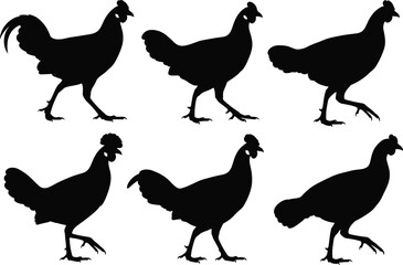Chicken silhouette set, poultry vector icons, farm animal shapes, black hen poses, rural livestock design, editable clipart collection