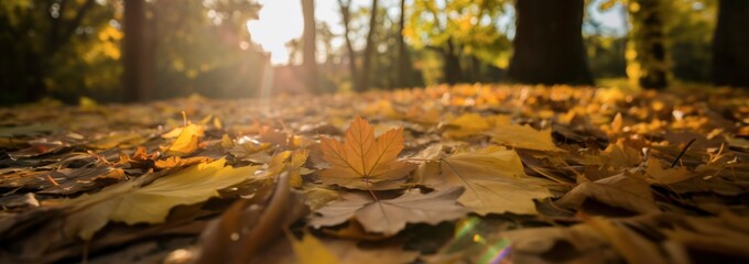 Close-Up of Maple Leaf on Forest Floor With Autumn Foliage and Warm Sunlight, Ideal for Seasonal Nature Themes and Environmental Education. Lifestyle, Travel. Panoramic Background