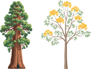 Redwood conifer tree and flowering yellow tree, botanical contrast, forest diversity, vibrant blossoms, seasonal foliage, nature scene, outdoor landscape, plant structure, scenic view, green leaves