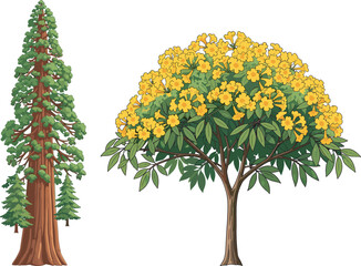 Redwood conifer tree and flowering yellow tree, botanical contrast, forest diversity, vibrant blossoms, seasonal foliage, nature scene, outdoor landscape, plant structure, scenic view, green leaves