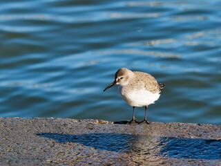Dunlin in Winter Plumage Dorset England

