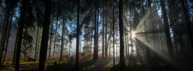 Sonnenstrahlen im Nebelwald des Jauerlings