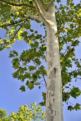 Fototapeta premium Sycamore Tree Against Blue Sky