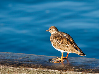 Turnstones At Lyme Regis Harbour Dorset England
