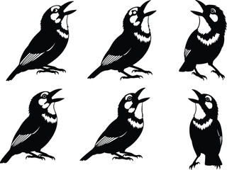 Black and white bird illustrations, singing pose, cheek patch, wing stripes, vector set, stylized posture, artistic design elements