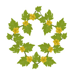 Wheat Tinda. Indian Round Gourd.