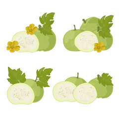 Set Tinda. Indian Round Gourd.