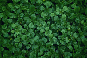 Natural background of green leaves, abstract plant wallpaper, ground-cover plants, Earth Day