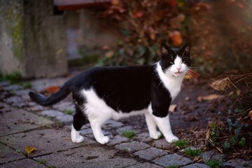 Cute tuxedo cat resting in a patch of warm autumn sunlight surrounded by autumn leaves. 