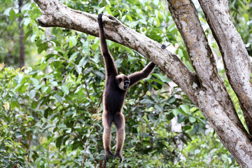 The Bornean gibbon or Owa is a type of arboreal ape endemic to Kalimantan, Indonesia.