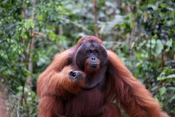 Orangutans in Tanjung Puting National Park, Kalimantan, Indonesia