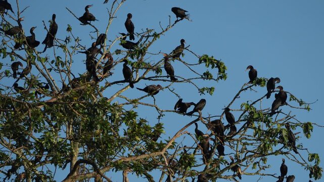 flock of cormorant birds flying on amazon river