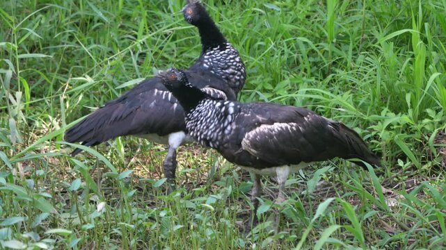 The horned screamer Anhima cornuta - Camungo bird of Amazon