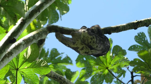 sloth Bradypus on a tree amazon