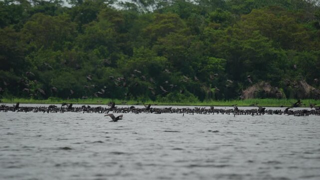 flock of cormorant birds flying on amazon river