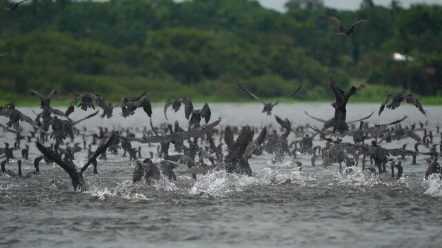 flock of cormorant birds flying on amazon river