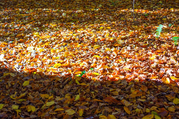 Riehen, Switzerland becomes truly beautiful in autumn, with vibrant foliage transforming its parks,...