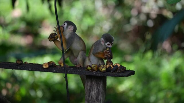 Humboldt's squirrel monkey in amazon rainforest Puerto Narino Amazonas Colombia