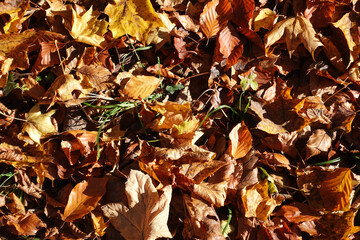 Riehen, Switzerland becomes truly beautiful in autumn, with vibrant foliage transforming its parks, forests, and riverbanks into a vivid tapestry of color. An ideal season for peaceful walks and photo